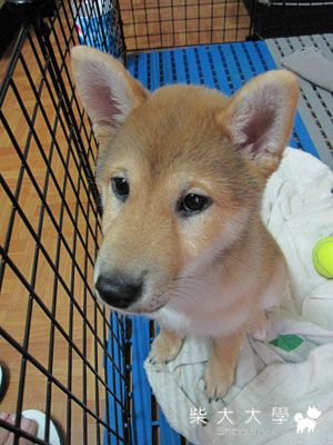 大頭碧(原發表者:Bart)(相簿)