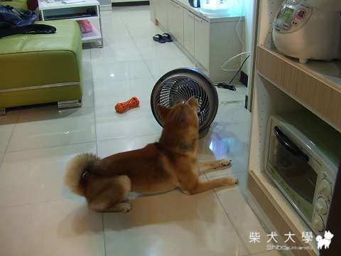 是有這麼熱嗎？！(原發表者:Fighter爸)(相簿)