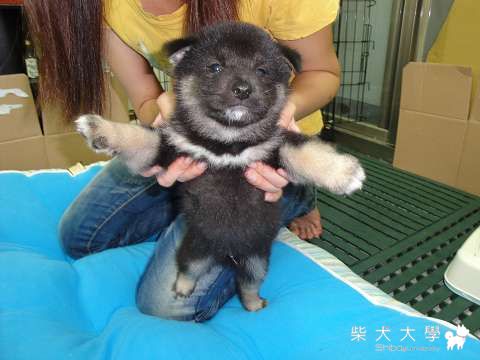 黑琥之子~城之琥鐵號~哈吉(原發表者:愛柴人)(相簿)