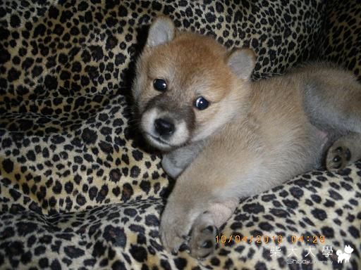 我可愛的奶ㄐ(原發表者:奶ㄐ(荔枝))(相簿)