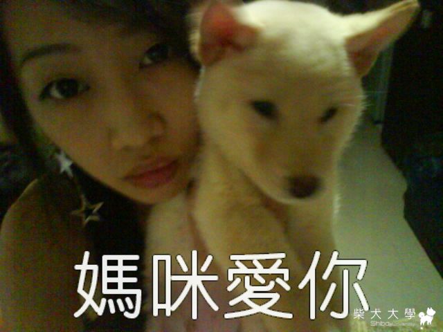 寵物投票~~阿錢錢~請多多支持!!感恩感恩(原發表者:錢錢麻)(北部)