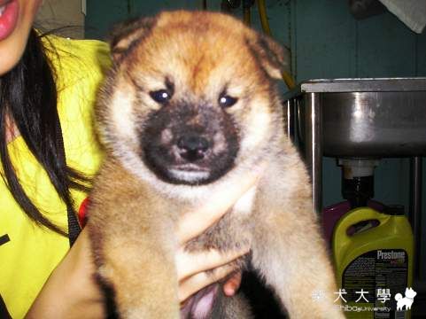 第二次去看幼柴(原發表者:迦陵之音)(相簿)