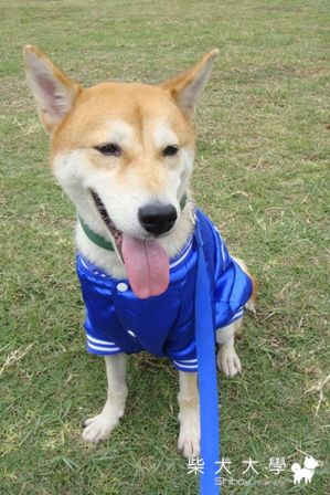 長榮大學附近的柴柴(原發表者:阿秋爸)(相簿)