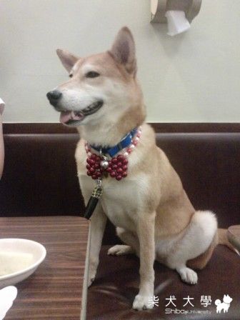 阿秋愛出門(原發表者:阿秋爸)(相簿)