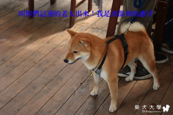 5/22 香草風情 - 照片分享(原發表者:Bart)(相簿)