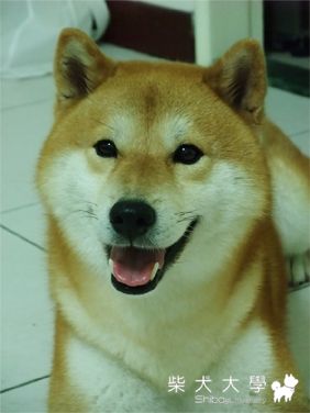 我的Q兒子(原發表者:yudogdog)(相簿)