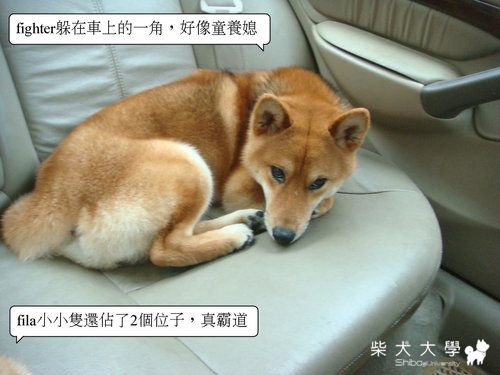 桃園香草風情客串婚紗(原發表者:皮蛋)(相簿)