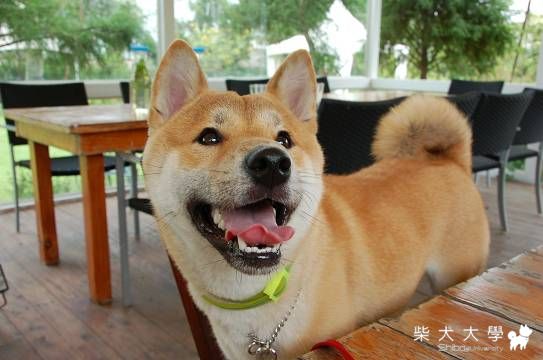 522香草風情隨性拍(原發表者:米魯麻)(相簿)