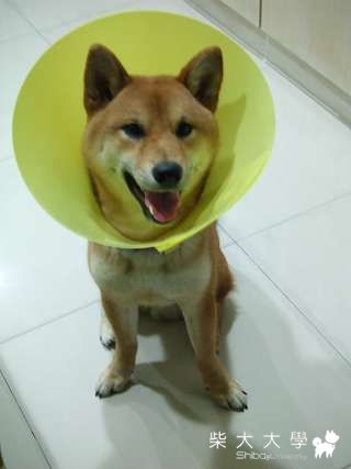 戴喇叭罩也能這麼開心 = =(原發表者:Fighter爸)(相簿)