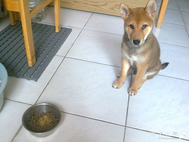 愛將早餐特輯(重新弄了一遍 應該ok了)(原發表者:GodBlessSHE)(相簿)