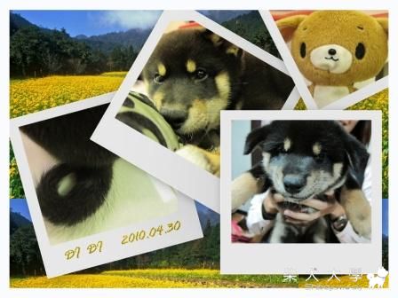 我家DIDI的復古照(原發表者:cindy727)(相簿)