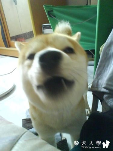 哈哈大笑(原發表者:小米ˇ)(相簿)