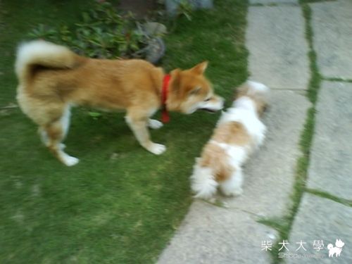 VS小型犬(原發表者:小米ˇ)(相簿)