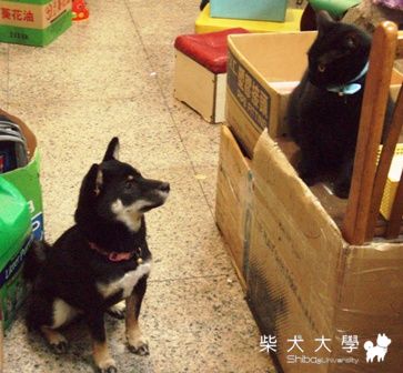 當黑糖與到爆米花時~(原發表者:黑糖姐)(相簿)