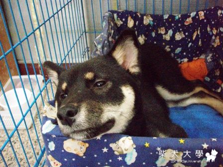 頭好重哦~(原發表者:黑糖姐)(相簿)