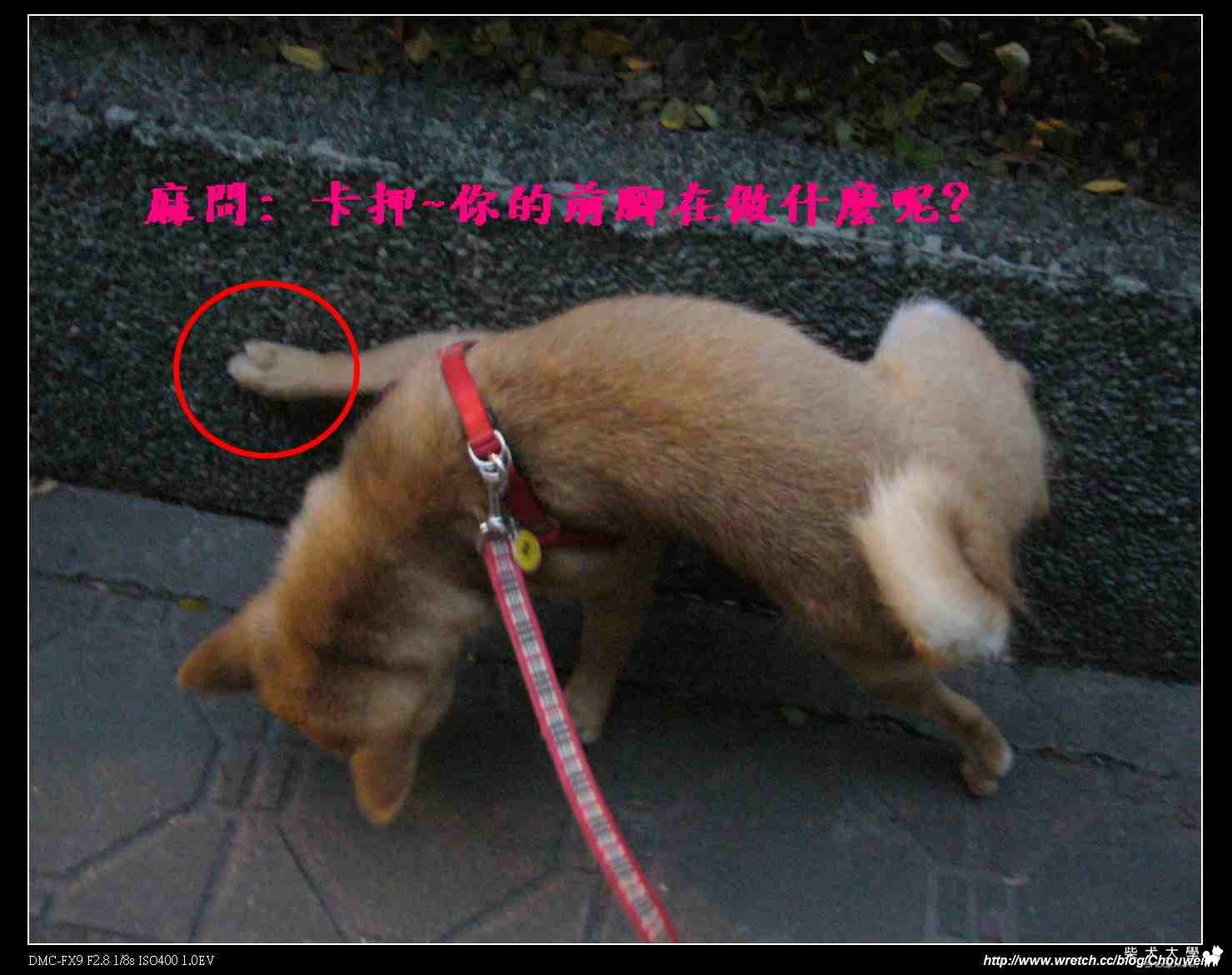 我家小卡最近開始學抬腳尿尿~(原發表者:小卡麻)(相簿)