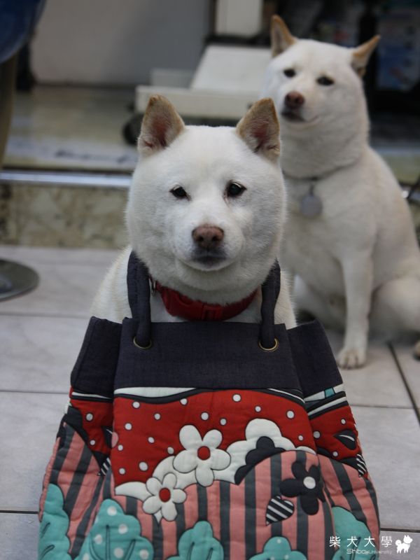 國王的新包包(原發表者:破百家)(相簿)