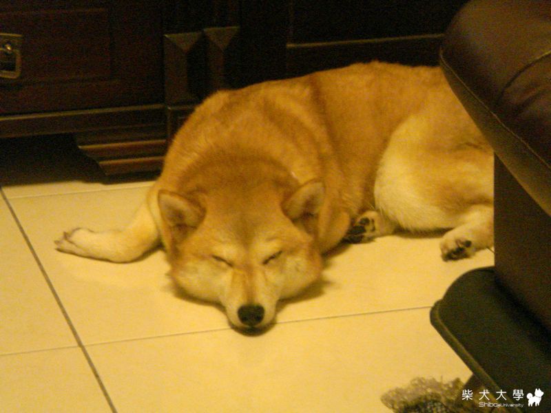 報告!!發現狐狸一隻!!(原發表者:iouniky6888)(相簿)