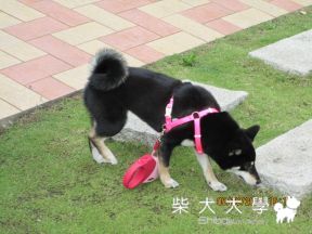 霧峰圓滿教堂(原發表者:娃娃的阿爸)(相簿)