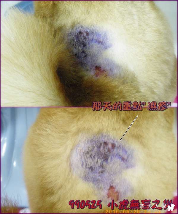 小虎無妄之災-回家休養拉(原發表者:小虎麻)(相簿)