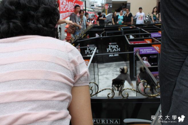 Apple參加狗狗迷宮比賽記(原發表者:oochen2002)(相簿)