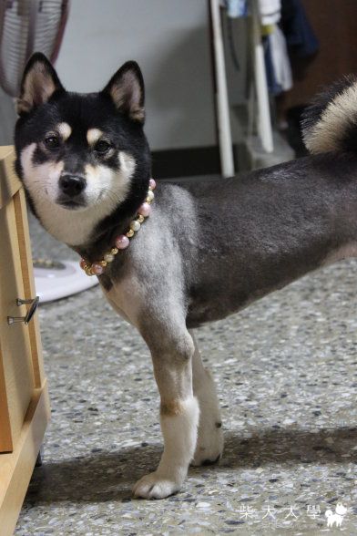 Apple貴婦照(原發表者:oochen2002)(相簿)