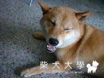 各種表情(原發表者:小雪姐)(相簿)