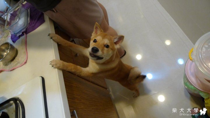 想偷吃被抓包....(原發表者:小賀家)(相簿)