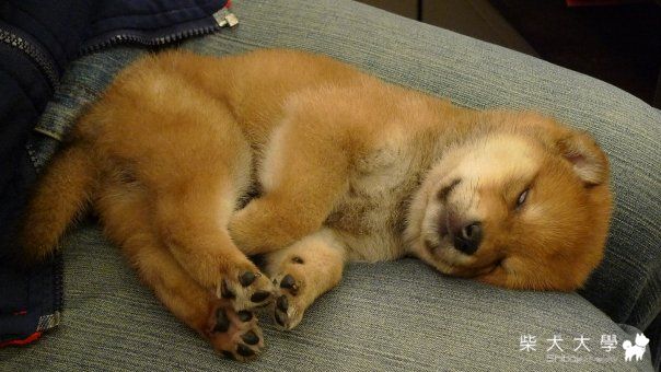 白眼但不是白目(原發表者:小賀家)(相簿)