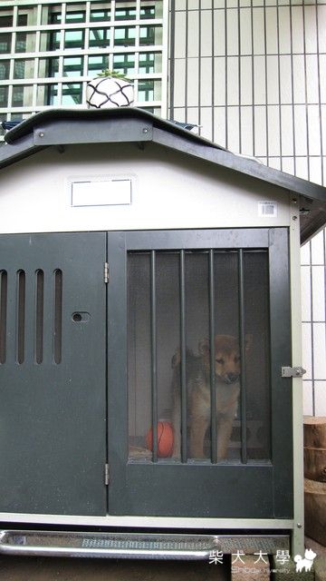 籠子裡的大元(原發表者:大元)(相簿)