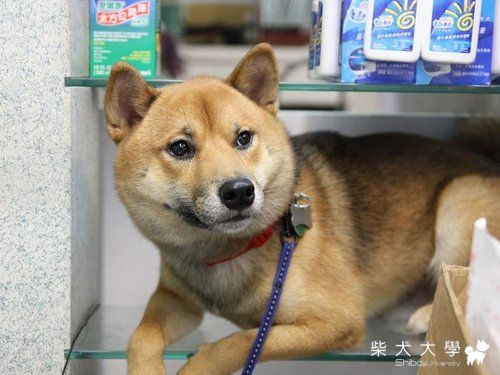 Treble驚嚇記(原發表者:破百家)(相簿)