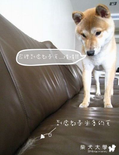 吸不完的狗毛滿屋(原發表者:米魯麻)(相簿)
