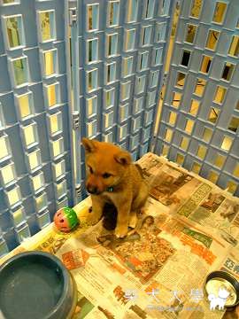 Fighter的成長紀錄(原發表者:Fighter爸)(相簿)