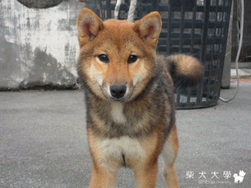 巧克力來嚕~~~補上小時後的照片(原發表者:天生神準)(相簿)