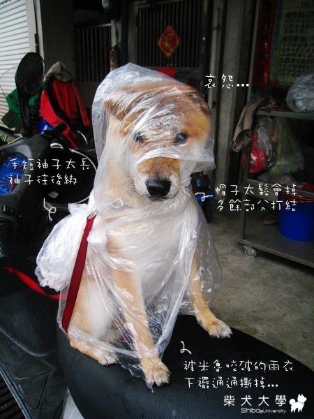 臨時下雨的輕便雨衣(原發表者:米魯麻)(相簿)