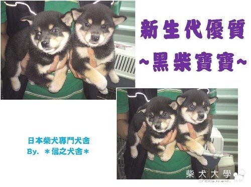 新生代黑柴寶寶(原發表者:信之犬舍)(相簿)