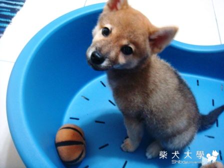 四個月生日的牛肋排(原發表者:蔡佳玲)(相簿)