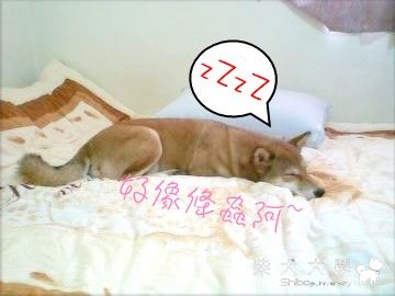 偷拍後果 ....(原發表者:固寶)(相簿)