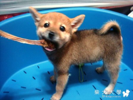 四個月餵食量要多少?(原發表者:蔡佳玲)(飲食保健)