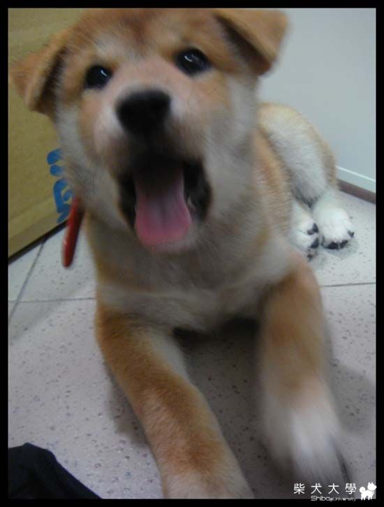 狗狗不肯用牽繩(原發表者:catling)(體能訓練)