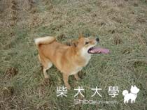 田地玩耍(原發表者:小雪姐)(相簿)