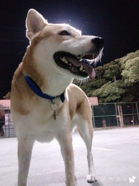 阿秋真的好帥氣(原發表者:阿秋爸)(相簿)