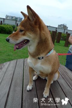 今天去了樂業~~可是 .....(原發表者:固寶)(相簿)