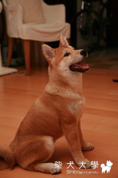 Fuji 滿4個月啦~ 照片分享(原發表者:Coffee家)(相簿)