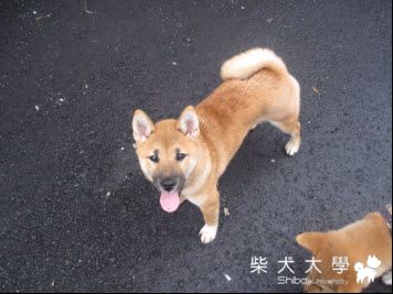 3柴的近期生活照(原發表者:天生神準)(相簿)