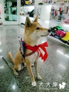 我是阿嬤的生日禮物!!(原發表者:mimi)(相簿)