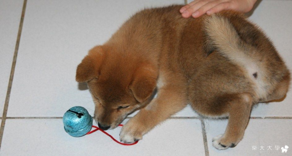 我家寶貝滿5個月囉(原發表者:阿咪醬醬)(相簿)