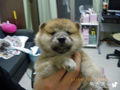 奶ㄐ的成長紀錄...(原發表者:奶ㄐ(荔枝))(相簿)