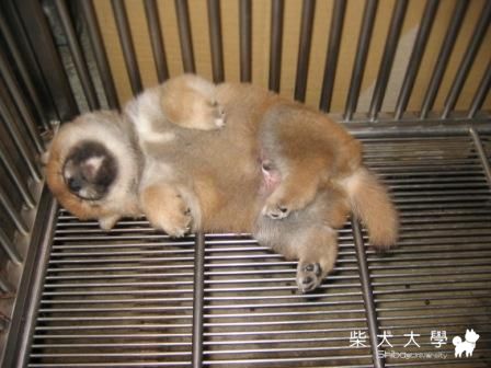 小小公告(原發表者:unkikicoco)(相簿)