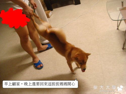 懷孕養狗好處多(原發表者:皮蛋)(相簿)